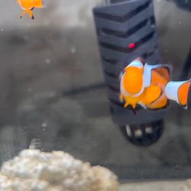 かわいい熱帯魚のクマノミちゃんの画像