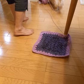 毛糸が大好きなダックスの画像