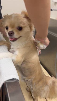 今週のお肴シリーズ！　メバチマグロも捌けば犬も捌く？！の記事動画