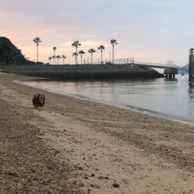 コロナ9日目　嗅覚、わずかに回復の画像