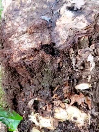 swarm of antsの記事動画