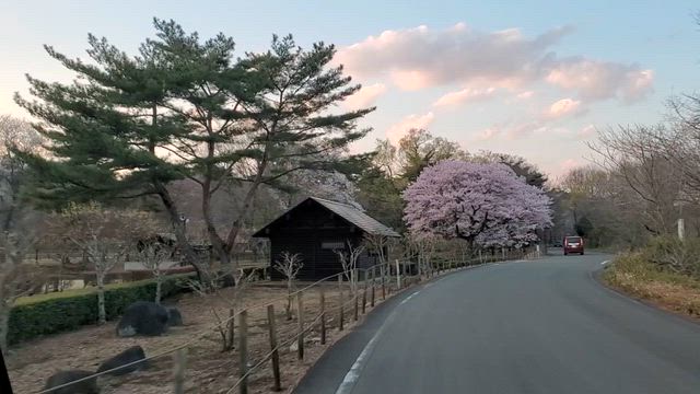 Flower viewingの記事動画