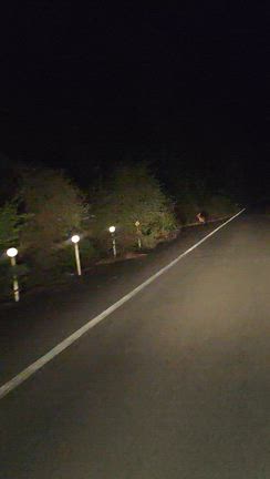 鹿ちゃんの記事動画