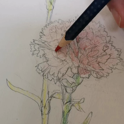 水彩色鉛筆で描くカーネーション(動画あり) | 五分咲きの日々～花と