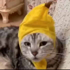 ねこにゃん②の画像