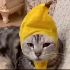 ねこの画像