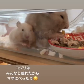 コジリ闘病2日目の画像
