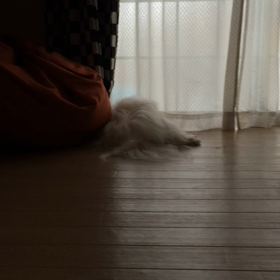 お昼寝マルチーズの画像