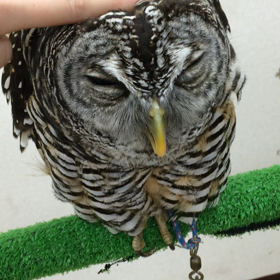 フクロウをなでるの画像
