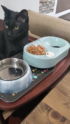 猫育て❣️息子育ての記事動画