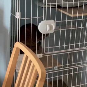 保護猫にこちゃんの雄叫びの画像