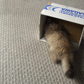 そんなところ…の画像