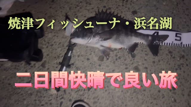 焼津・浜名湖で半日竿を出すの記事動画
