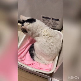 お腹いっぱ〜いで眠いの画像