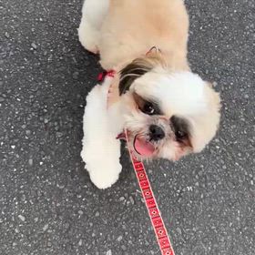ららちゃんお散歩の画像
