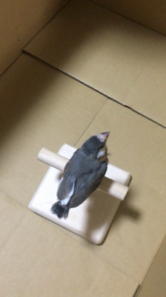 鳥、預かってますの記事動画