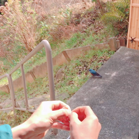 catch & flyの画像