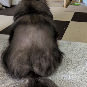 狂暴犬♥の画像