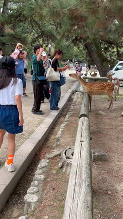 【リベンジ】奈良公園で鹿たちとの記事動画