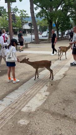 【リベンジ】奈良公園で鹿たちとの記事動画