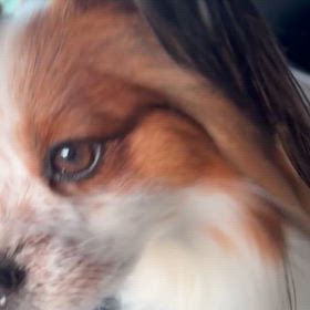 2026/5/25 妻　待つ犬の画像