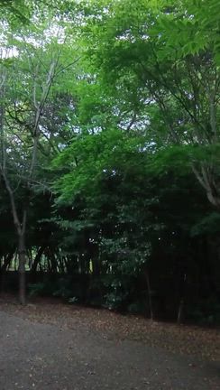 早朝散歩と自宅でも股割りマシンを始めました。の記事動画