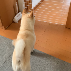 パパお帰り〜♪の画像