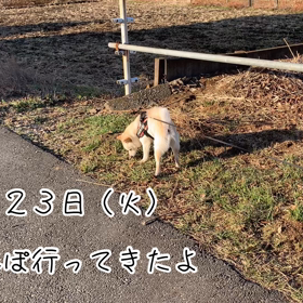 あさんぽの画像