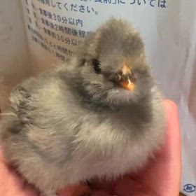 暑い日々の画像