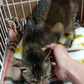保健所から家族に迎えるという事…ボランティアさんに保護された猫の画像