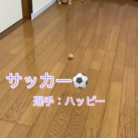 お盆休み/サッカー選手愛猫の画像