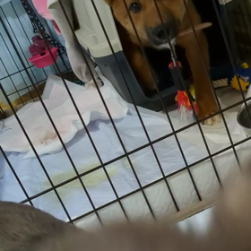 野犬でした〜タローちゃんのサムネイル画像