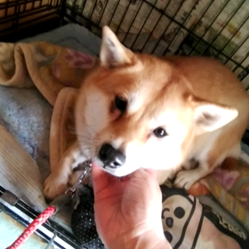 野犬とよばれて～アグリのサムネイル画像
