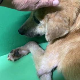 収容犬の現況のサムネイル画像