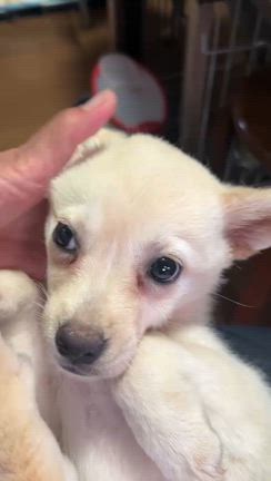 子犬たちが。。。の記事動画