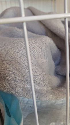 新入り紹介～【困っている猫を見つけたら】の記事動画