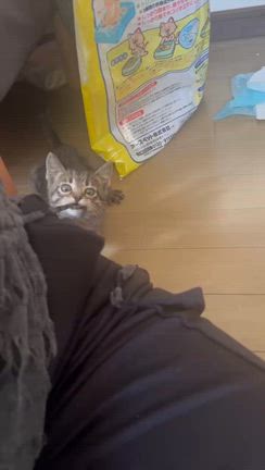 子猫のしゅう里親決定！の記事動画