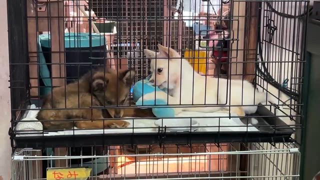 子犬たちが。。。の記事動画