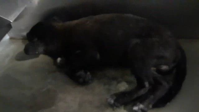 そして。びびりっ子がたくさん～下関センターよりの記事動画