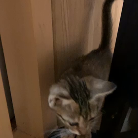 猫を家族に迎えてくださる方いませんかのサムネイル画像