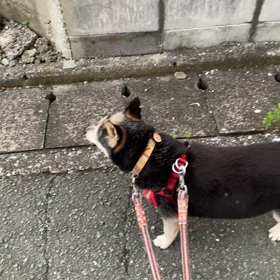 迷子情報！！心当たりありませんか？のサムネイル画像