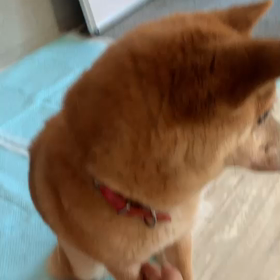 柴犬のサムネイル画像