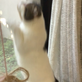 まろちゃんのいろんな動き… (笑)かわいいです。の画像