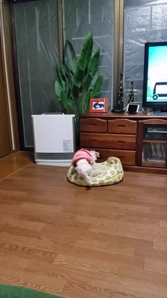 ホリホリ おじじの記事動画