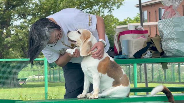ロロちゃん…１０歳の誕生日おめでとうございます！！！の記事動画