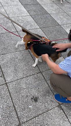 北海道…着いたぞぉ〜っ！！！！プチオフ会、リリーちゃん引き渡し！！！の記事動画