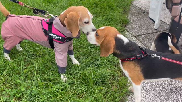 北海道…着いたぞぉ〜っ！！！！プチオフ会、リリーちゃん引き渡し！！！の記事動画