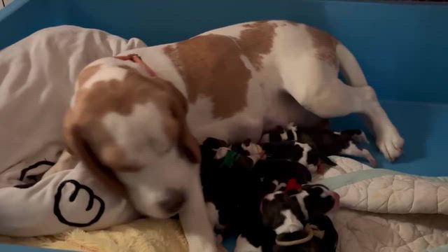 マヨっ子達…生後１日目…。の記事動画