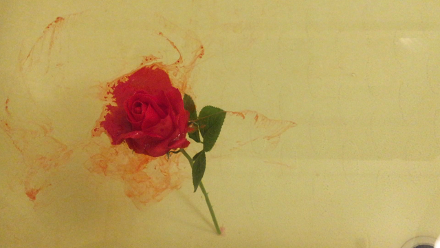Dissolving Rose  溶ける薔薇の記事動画