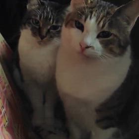 2025/03/19の画像